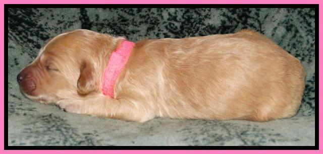 Rina REagan pups 1 wk old 141