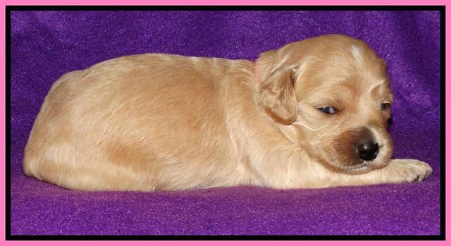 Rina REagan pups 2 wks old 141