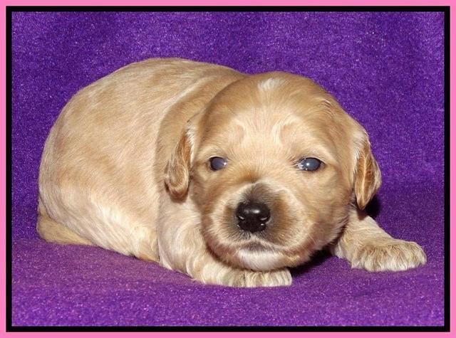 Rina REagan pups 2 wks old 151