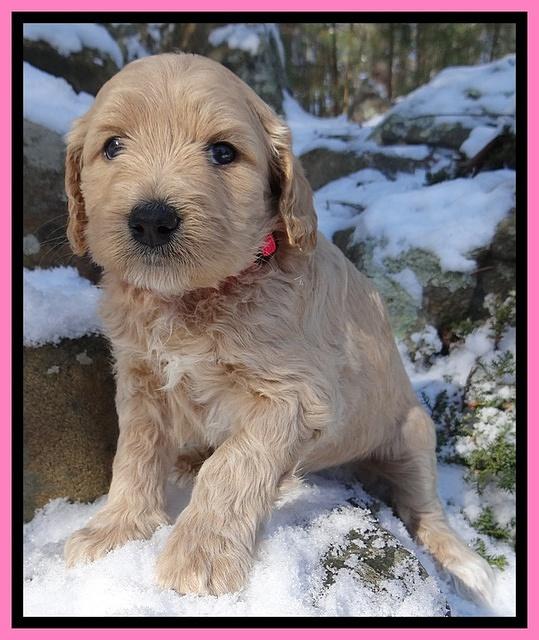 Rina REgan pups 5 wks old 101