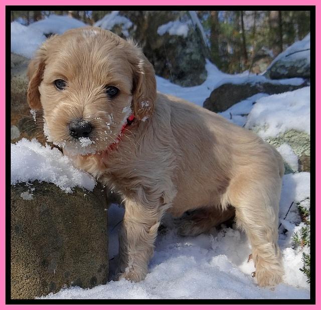 Rina REgan pups 5 wks old 131