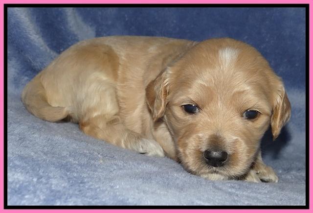 Rina Reagan pups 3 weeks old 038