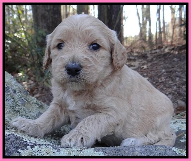 Rina Reagan pups 4 wks old 141