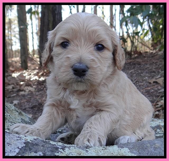 Rina Reagan pups 4 wks old 151