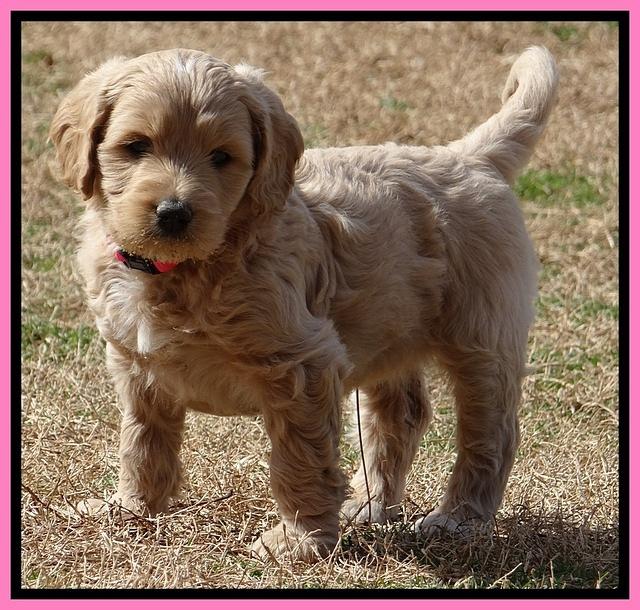 Rina Reagan pups 6 wks old 231