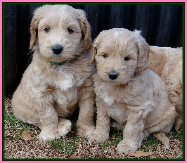 Rina Reagan pups 6 wks old 271