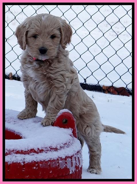 Rina Reagan pups 7 wks old 191