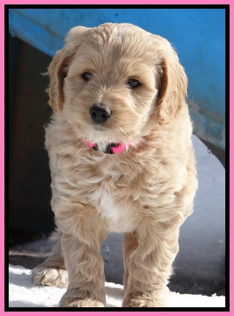 Rina Reagan pups 7 wks old 201