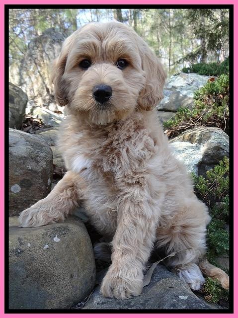 Rina Reagan pups 9 wks old 2 010
