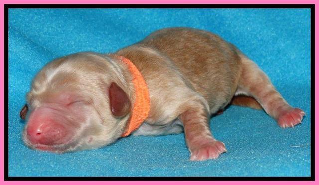 Rina Reagan pups newborn 131