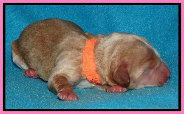 Rina Reagan pups newborn 151