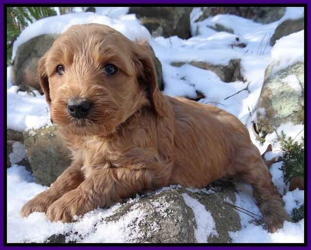 Rina REgan pups 5 wks old 151