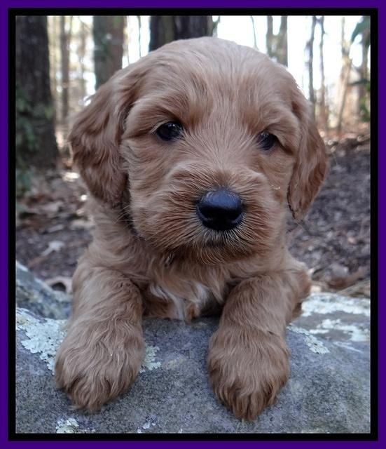 Rina Reagan pups 4 wks old 161