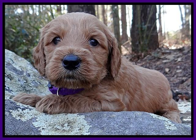 Rina Reagan pups 4 wks old 171