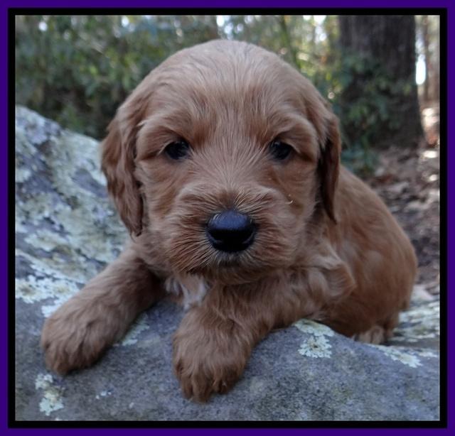 Rina Reagan pups 4 wks old 181