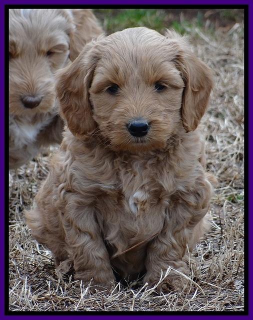 Rina Reagan pups 6 wks old 311