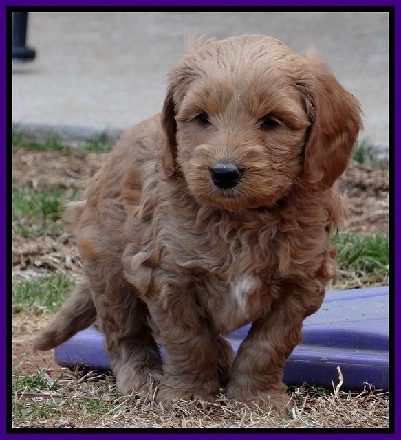 Rina Reagan pups 6 wks old 321