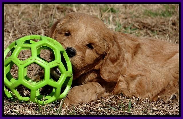 Rina Reagan pups 6 wks old 331