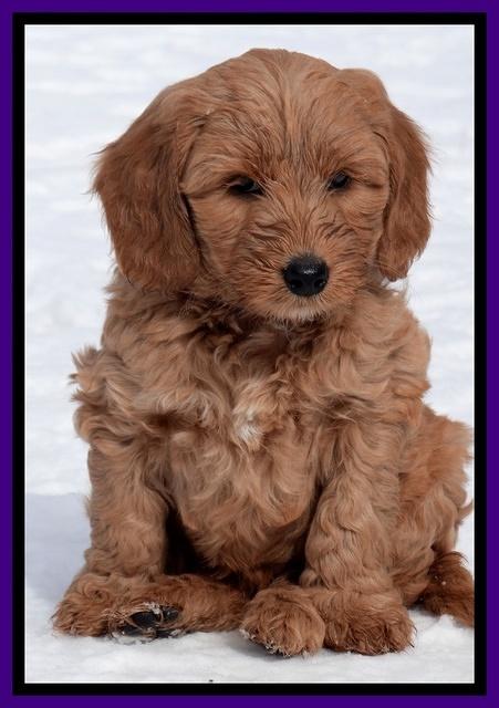 Rina Reagan pups 7 wks old 271