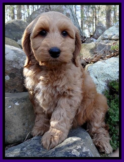Rina Reagan pups 8 wks old 020