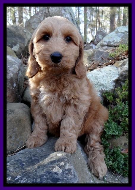 Rina Reagan pups 8 wks old 028