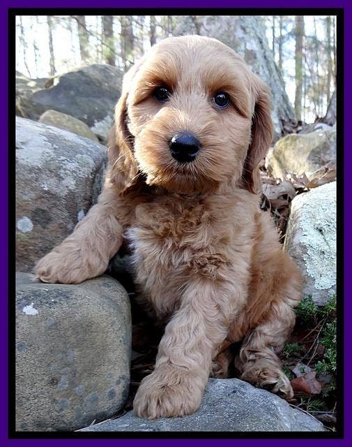 Rina Reagan pups 8 wks old 031