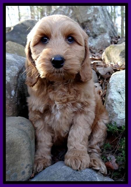 Rina Reagan pups 8 wks old 033