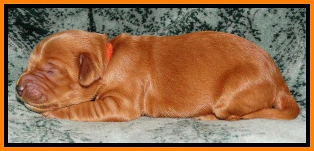 Rina REagan pups 1 wk old 171