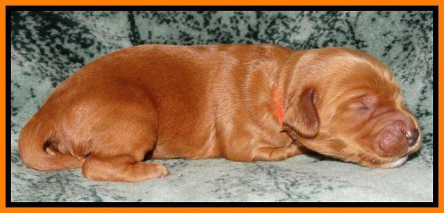 Rina REagan pups 1 wk old 191