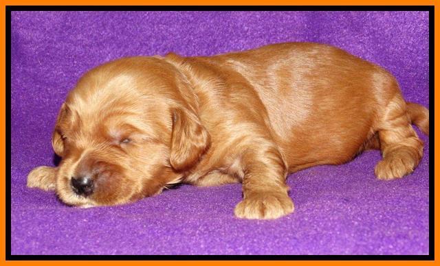 Rina REagan pups 2 wks old 211