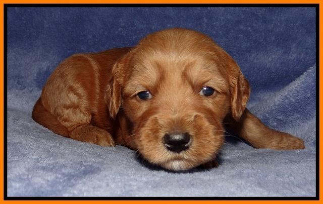 Rina Reagan pups 3 weeks old 061