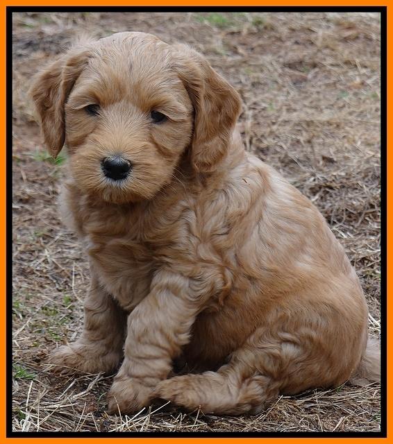 Rina Reagan pups 6 wks old 351
