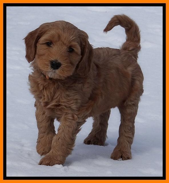 Rina Reagan pups 7 wks old 291