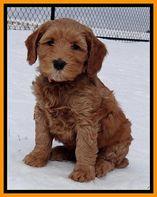 Rina Reagan pups 7 wks old 311