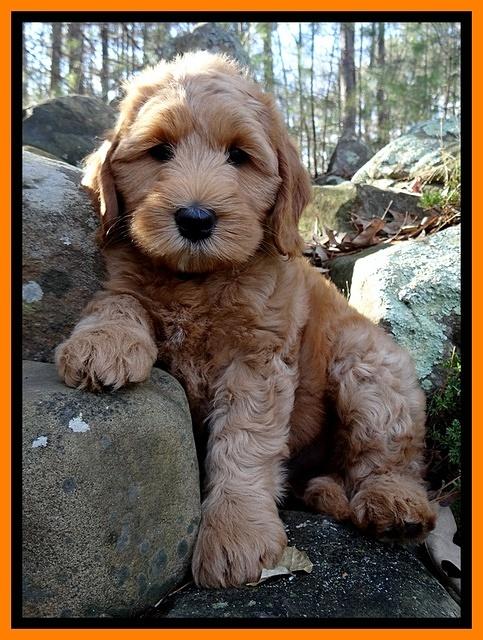 Rina Reagan pups 8 wks old 019