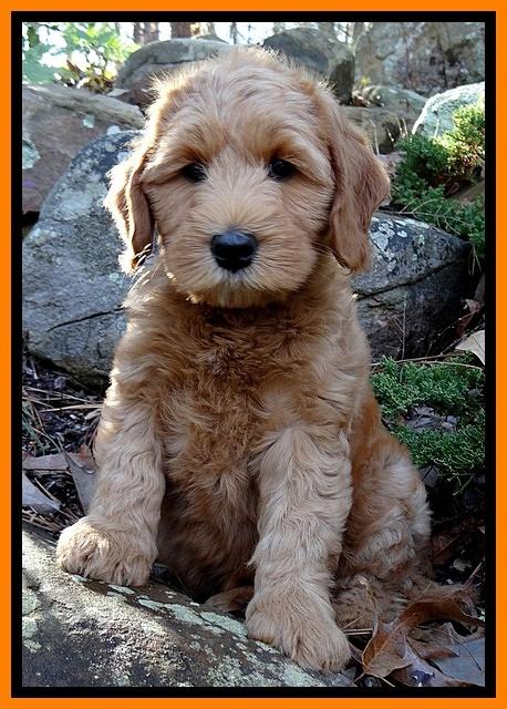 Rina Reagan pups 8 wks old 023