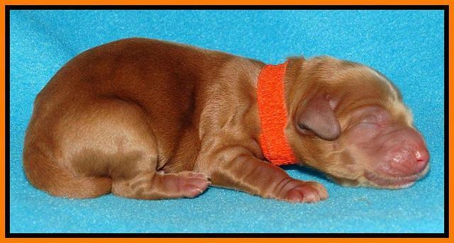 Rina Reagan pups newborn 201