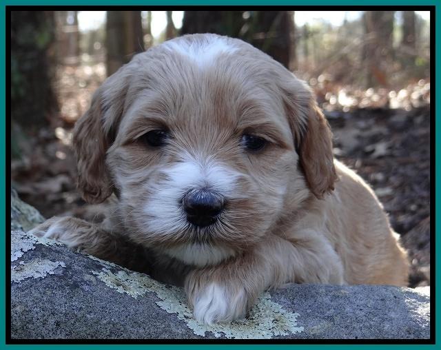 Rina Reagan pups 4 wks old 221