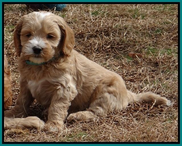 Rina Reagan pups 6 wks old 391