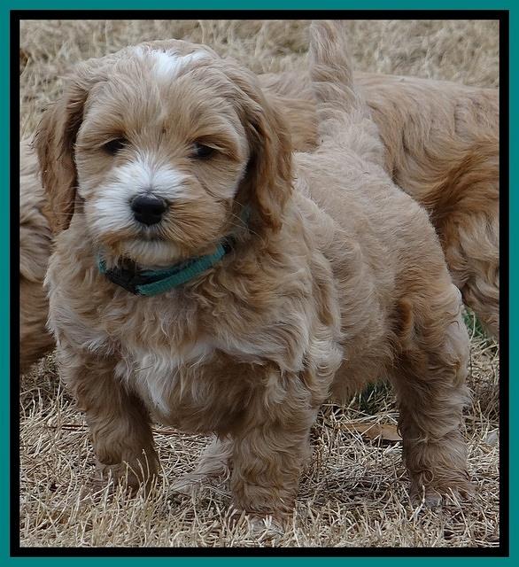 Rina Reagan pups 6 wks old 431