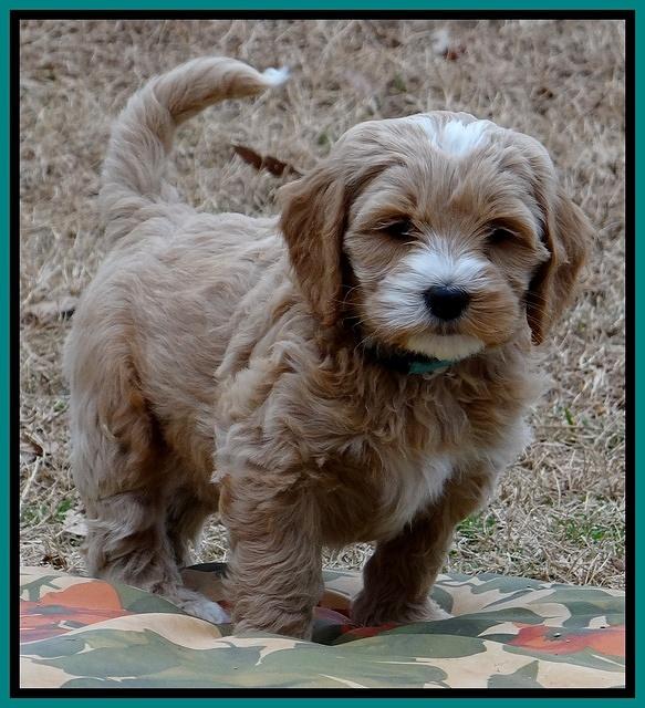 Rina Reagan pups 7 wks old 331