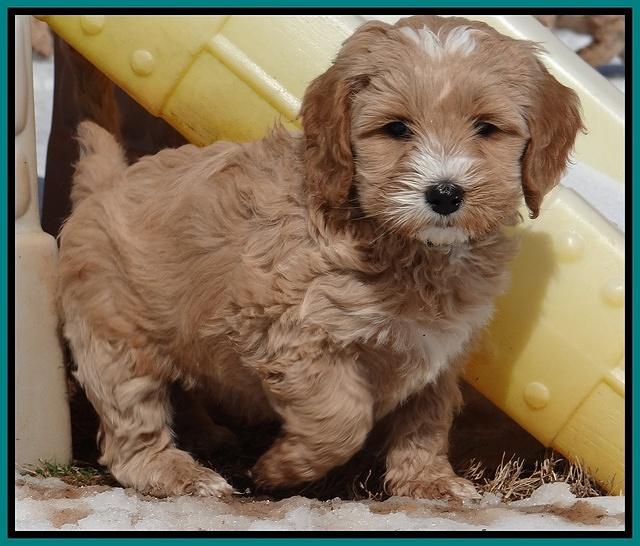 Rina Reagan pups 7 wks old 341