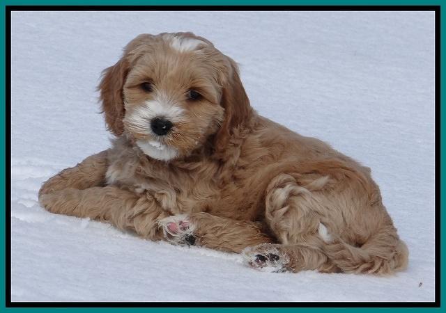 Rina Reagan pups 7 wks old 351