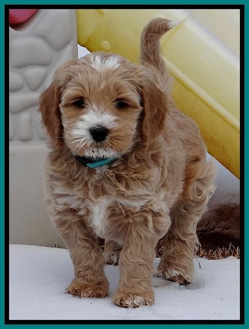 Rina Reagan pups 7 wks old 361