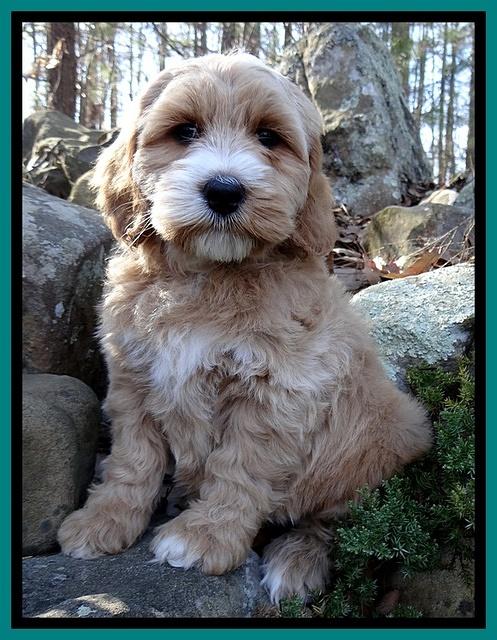Rina Reagan pups 8 wks old 039