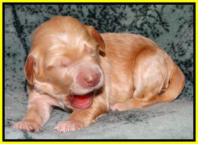 Rina REagan pups 1 wk old 241