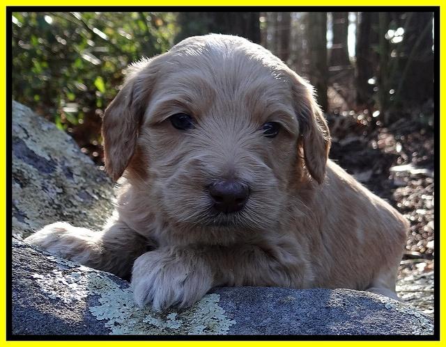 Rina Reagan pups 4 wks old 251