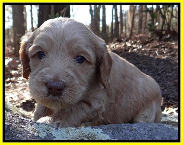 Rina Reagan pups 4 wks old 261