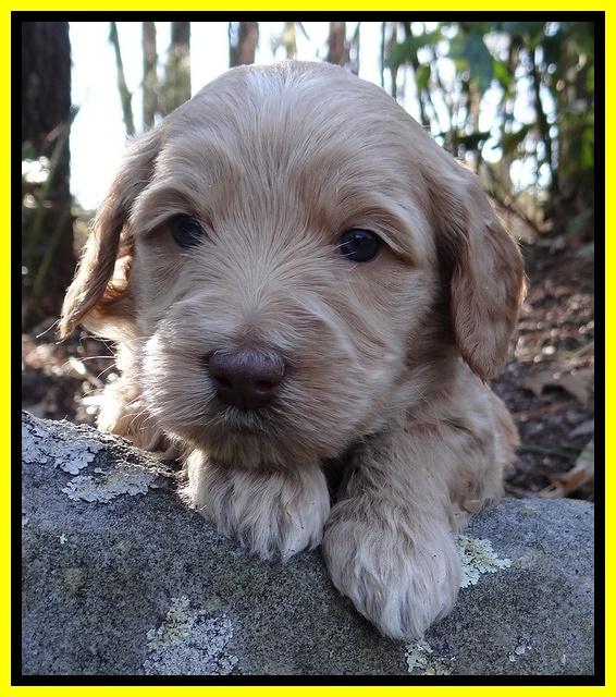 Rina Reagan pups 4 wks old 271