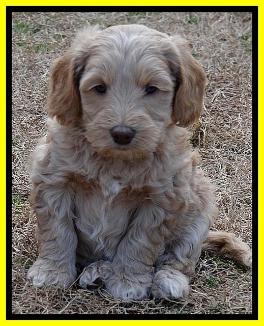 Rina Reagan pups 6 wks old 451